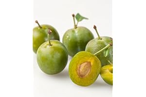 BAKKER Prugno Reine Claude Verte -cad.-Arbusti