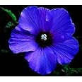 Blue Hibiscus Flower Nil Jaba- flower Rosemallow Gudhal Flower Healthy Live Plant Austrilan Variety (Pack of 1)