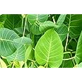KD_PIPAL_LEAVES_Green Organic Peepal Tree Leaves/Fresh Pepal Ke Patte/Herbal (50 leaves) Natural Pipal Leaf