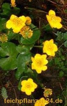 Mühlan – Pflanzenset für Teichkübel oder Miniteiche, Zwergseerose, Schwimmpflanzen, Wasserpflanzen, Sumpfpflanzen - 6