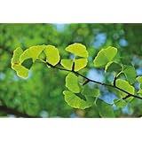 Lexa Ginkgoblätter 1 kg