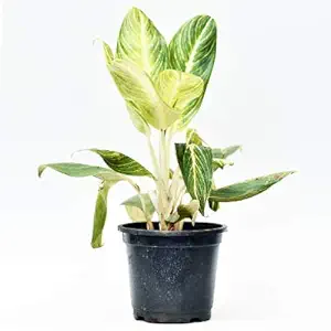 Mphmi Aglaonema Brilliant - Plant