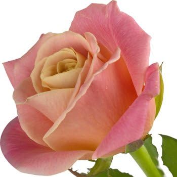 A fresh single Peach Rose presented in a Luxury Silk Lined Gift Box tied with ribbon and delivered for FREE