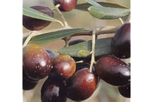 Vivai Gardenhome - Olivo Maurino