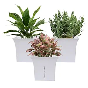 EQUALITY OVERSEAS 8.6 inch Square Plastic Planters Ceramic Finish Flower Plant Pots Modern Decorative Gardening Pot (White Pack of 3)