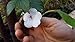 Produktbild Portal Cool Achimenes 'Snow Princess' 2 Tubers # 9