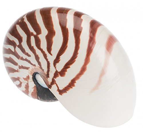 NaDeco® Nautilus Pearl natur 12-15cm | Nautilus pompilus natur | Perlboot