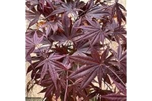 CHARELLAGARDENS Acer Palmatum Bloodgood 70/80cm Tall 5 Litre Pot.