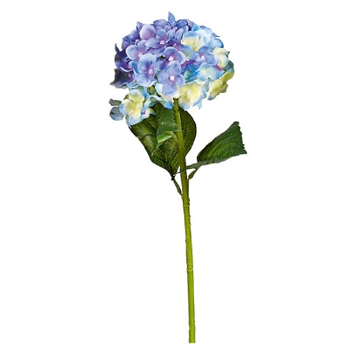 Preisvergleich Produktbild Hortensie 56cm blau
