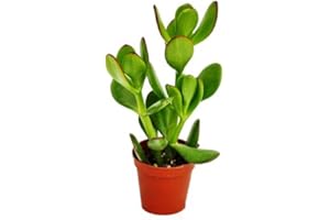 EXOTENHERZ Crassula portulacea - money tree - in 8,5 cm pot