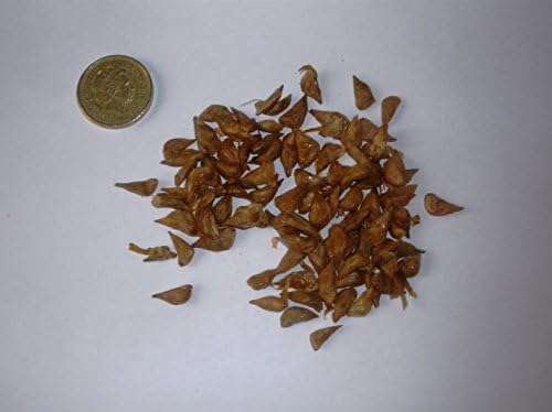 Cedar of Lebanon, Cedrus Libani, Lebanon cedar. 100 Seeds