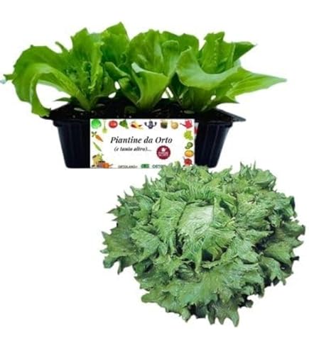 P. Piantine Da Orto | Peperone Piccante Lungo, Pack Da 2 Piante, Pianta Pronta Per Il Trapianto, Pianta Vera Da Orto, Da Balcone, E Da Esterno, Vivaio