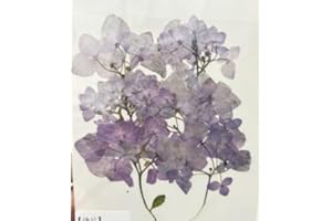 DoraMagic 12Pcs Nauture Dried Pressed Flowers , Real Dried Pressed hydrangea for Resin Scrapbook Supplies Card DIY Art Crafts (Purple2)