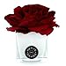 Produktbild Herve Gambs Raumduft Diffusor Couture Blumen Red Rose