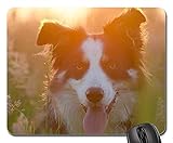 Gaming-Mauspads, Mauspad, Border Collie Summer Sunset British Sheepdog