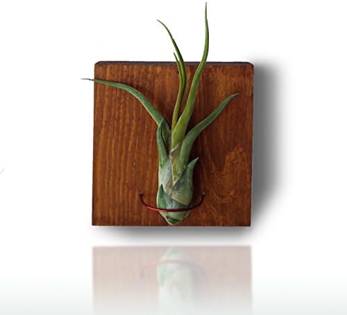 Tillandsia Air Plant With Wooden Hanging Planter Flower Pot - Wall Art Plant Pot Holder Indoor Outdoor - Home Office Vertical Garden Decoration
