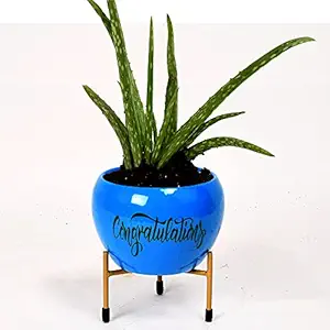 HINS Blue Congratulations Metal Round Shape Flower Plant Pot For Indoor Plants Metal Pots For Indoor Plants I Elevated Garden Planter I Raised Planter I Desk Plant I Raised Planter Box I Ascent Homes Metal Planter I Raised Planter Box With Legs I Brass Pots For Indoor Plants I Golden Planter I Mid Century Plant Stand I Brass Planters For Indoor Plants I Indoor Plant Stand For Living Room I Metal Planters Pot For Indoor Plants designer pots for indoor plants