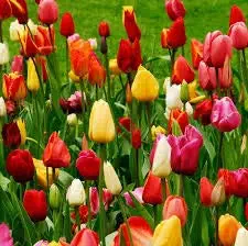 Radha Krishna Agriculture Imported Crocus Blue & Pretty Tulip Mix Aromatic Flower Bulbs, White Blue, 4 Pieces