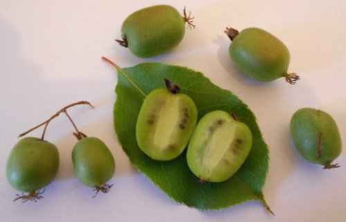 Mini Kiwi (Absolut WINTERHART IN Deutschland) 10 Samen „Selbstbefruchtend“ **Sorte Issai** - 5