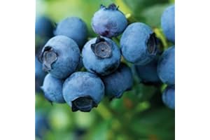 BAUMSCHULE WEDROWSKI W Myrtille Précoce Duke 1L - Plante de Jardin, Arbres fruitiers - la Décoration Parfaite pour Votre Propriété - Pour les Débutants et les Jardiniers Professionnels