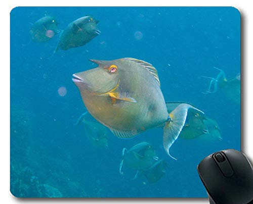 Preisvergleich Produktbild Mauspad-Spiel, Tintenfisch-Thema von Persönlichkeit Gaming Mouse Pads