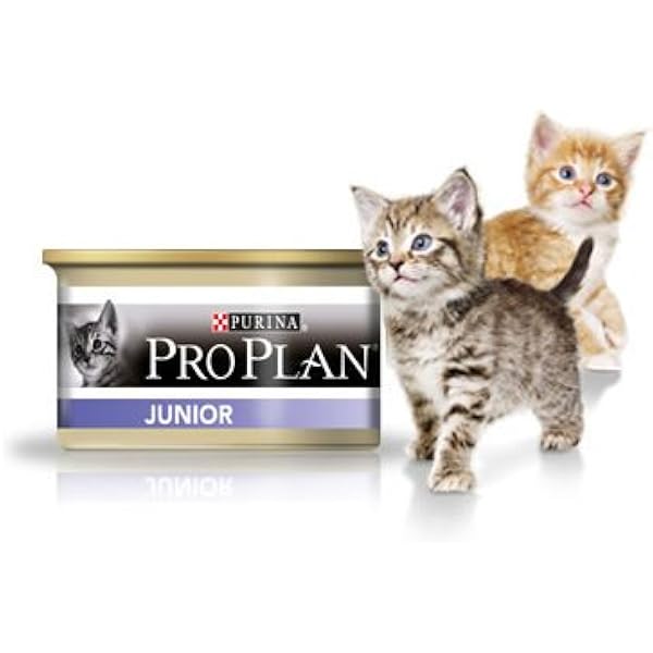 pro plan junior cat