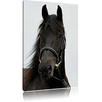 Amazon.de: WILD Leinwandbild Bilder Pferd Pferdebild (horse-50x50cm