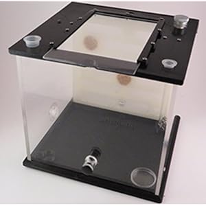 AMEISENFARM | Basismodel ohne Ameisenkönigin 