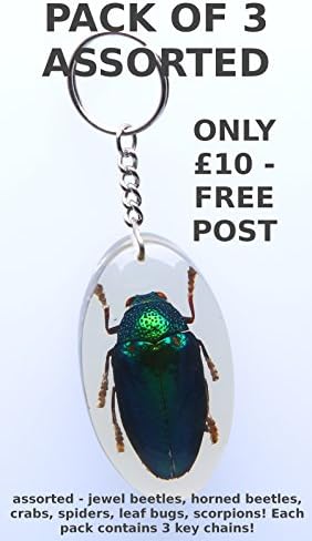 3 x Real Insect Key Ring / Bug KeyChain, Insect Resin, Insects, Beetles, Spiders, Bugs in Acrylic, Taxidermy