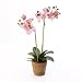Produktbild Künstliche Phalaenopsis Orchidee MINA im Topf, 2 Zweige, rosa, 45cm - Deko Kunstblume - artplants