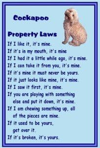 Magnetsandhangers Cockapoo - Novelty Dog Fridge Magnets - Property Laws