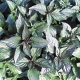  7,8 g Canela Orgánica albahaca Semillas Semillas 4000 ~ hace grandes Pesto NO OGM