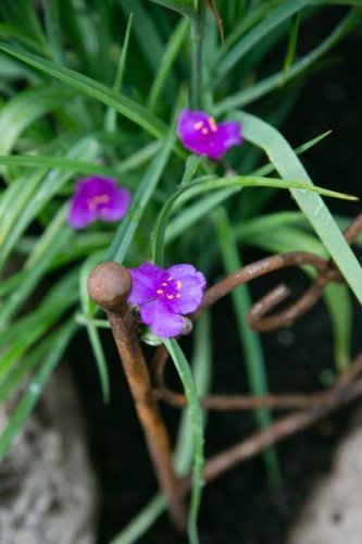 Beetzaun, Beetbegrenzer, L: 50 cm, Metall, Volleisen! - 3