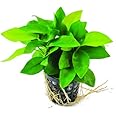 Moss and More - EXTRA LARGE 'ANUBIAS NANA GOLD' WITH 15+ LEAVES - Live NEW Aquarium Plant Decorations
