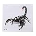 Price comparison product image Winwinfly Animal Scorpion Waterproof Car Sticker Window Bumper Decal