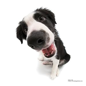 The Dog 2016: Broschürenkalender mit Ferienterminen