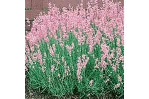 HORTIFLOR BUREAU Lavande Rose Lavandula angustifolia 'Rosea' ! (lot de 3 pieds)