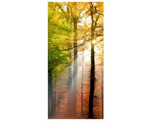 Türtapete Papiertapete Wald No.54 ‚FOREST LIGHTS‘ 100x210cm Foto Tapeten Bäume , Größe:210cm x 100cm - 2