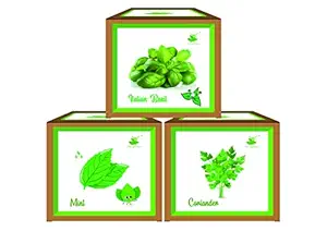 Sow and Grow Seed Starter 3 Herb Grow Kits : Mint + Coriander + Italian Basil || DIY Easy Grow it Yourself Gardening Kit for Home and Garden || A Complete Beginner Gardeners Gardening Set