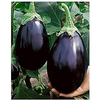BIO Auberginen Samen 'Black Beauty' – Samenfest, 10 Stück, Für Freiland & Balkon