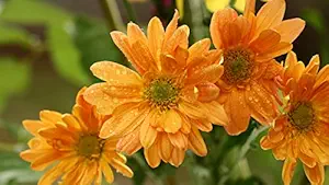 ISEE 360 Orange Sunflower Blossom Wall Laminated Posters for Home Living Kids Study Bed Room Kitchen Office Decor Stylish Printed Wall Poster 300 GSM L X H 18 X 12 Inches