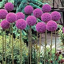 Zierlauch 10 Samen (Allium Giganteum) Eindrucksvolle, große Globen