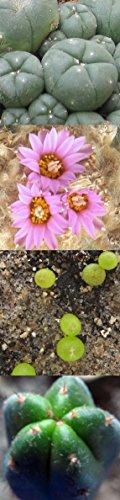 Kakteen-Saatgut Set: „Peyote und argentinischer San Pedro“ je 20 Samen in schöner Geschenk-Verpackung - 2