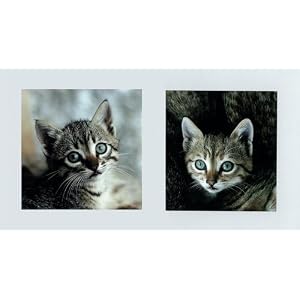 Portraits de chats