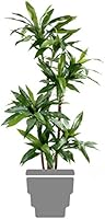Green Shop 11231-71 Janet Craig Dracena Fragrans Vert 95 cm