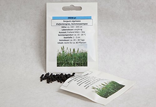 Elefantengras, Sommerpampas