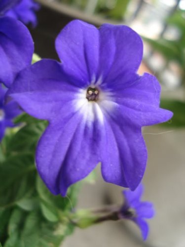 50 BROWALLIA (Amethyst Flower / Bush Violet) Browallia Americana Flower Seeds by Seedville