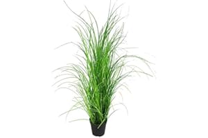 Klocke Kunstpflanzen Dekogras im Topf - Künstlich & Naturgetreu - Höhe: 95cm - Gras/Grasbusch/Grasbündel