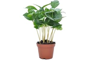 DECOALIVE Mini Planta del Café Natural Ideal para Verla Crecer Planta Pequeña para el Hogar