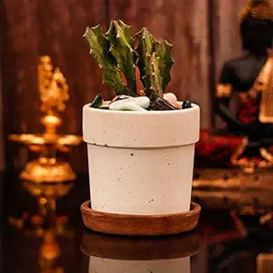 Lasaki Lyla White Matte with Plate Tray Antique cir003 Ceramic Pots for Indoor Plants,Planters,Flower pots,gamla for Indoor,Outdoor,Succulent Pot